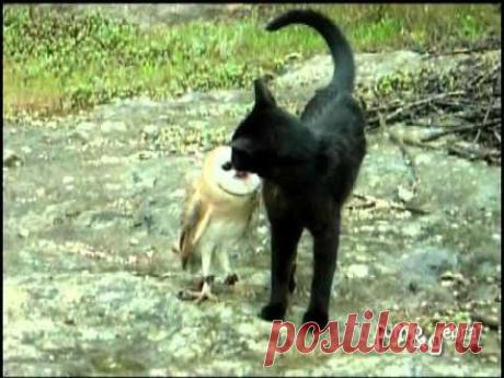 Дружба кота и совы