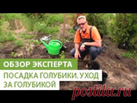 Посадка голубики. Уход за голубикой. - YouTube