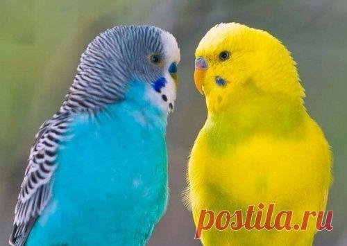 Как попугаи научились говорить