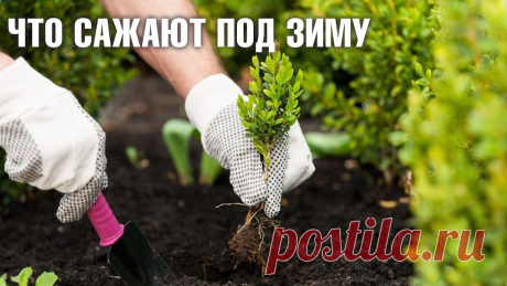 Что сажают под зиму на огороде?
В последние года среди дачников широкое распространение получила высадка культур под зиму, и это понятно, ведь семена которые посеянные осенью имеет ряд преимуществ. К примеру именно...
Читай дальше на сайте. Жми подробнее ➡