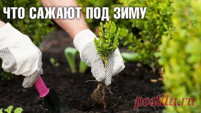 Что сажают под зиму на огороде?
В последние года среди дачников широкое распространение получила высадка культур под зиму, и это понятно, ведь семена которые посеянные осенью имеет ряд преимуществ. К примеру именно...
Читай дальше на сайте. Жми подробнее ➡