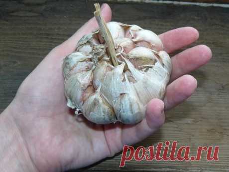 Как вырастить крупный чеснок. 
 
Под чеснок выделяют участок с плодородной почвой, имеющей нейтральную реакцию. Лучшие предшественники — ранняя капуста, огурцы, кабачки, под которые вносили органические удобрения. 
Нельзя чеснок размещать после лука и чеснока раньше чем через 4—5 лет из-за общих вредителей и болезней. Не рекомендуется выращивать после картофеля, так как растения поражаются фузариозом. 
Осенью после уборки предшествующей культуры под чеснок вносят органические и минеральные удобр