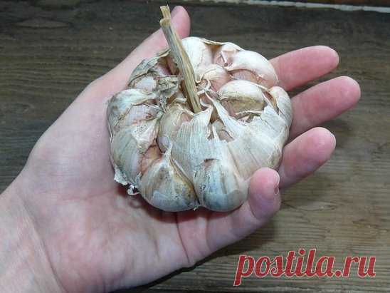 Как вырастить крупный чеснок. 
 
Под чеснок выделяют участок с плодородной почвой, имеющей нейтральную реакцию. Лучшие предшественники — ранняя капуста, огурцы, кабачки, под которые вносили органические удобрения. 
Нельзя чеснок размещать после лука и чеснока раньше чем через 4—5 лет из-за общих вредителей и болезней. Не рекомендуется выращивать после картофеля, так как растения поражаются фузариозом. 
Осенью после уборки предшествующей культуры под чеснок вносят органические и минеральные удобр