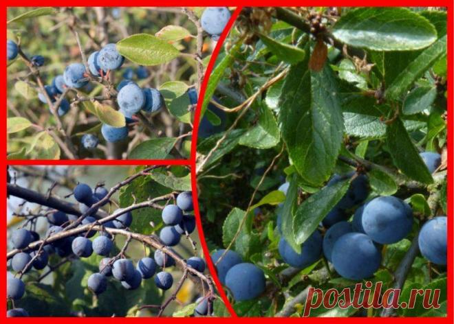 Терн альтернатива сливе — «казнить нельзя помиловать». Где я для себя поставил запятую, почему и как выращиваю «колючку»
Есть много растений, о которых одни дачники только мечтают, а другие много лет борются и не могут от них избавиться. К таким культурам можно отнести и терн. Терн еще называют сливой колючей. Это небольшой кустарник, высота которого не превышает 4,5 м. Основной отличительной...
Читай дальше на сайте. Жми подробнее ➡