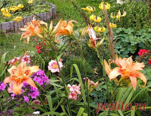 Зависимость от сада: личный опыт избавления