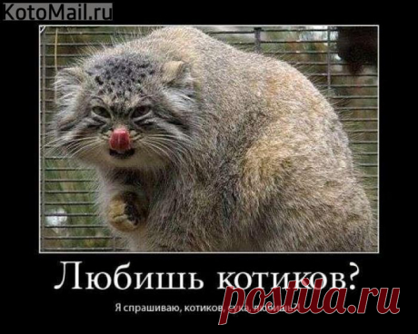 Единомышленники:) | KotoMail.ru