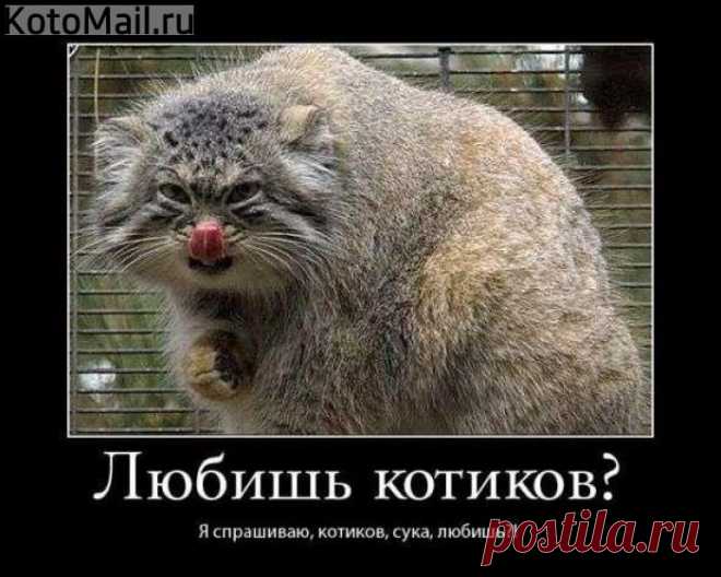 Единомышленники:) | KotoMail.ru