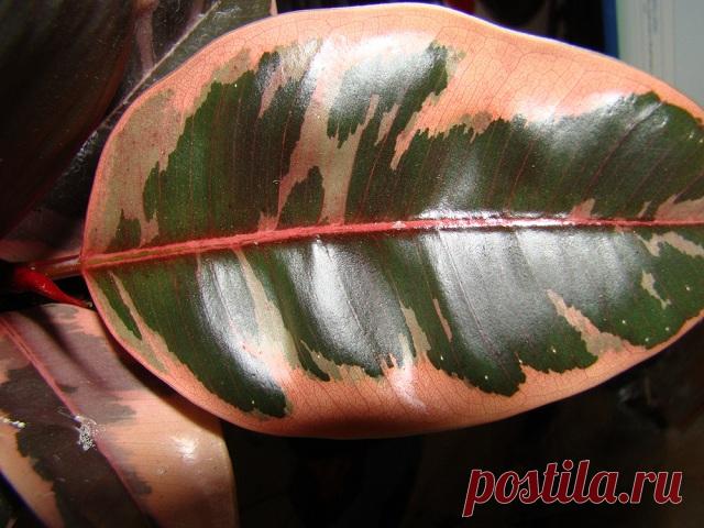 Описание фикуса «Белиз» — характеристика, посадка и уход