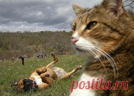 Селфи котов из социальных сетей