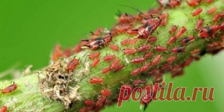 Как избавиться от тли: трюк, о котором мало знают - Главное.io