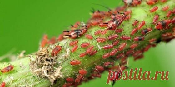 Как избавиться от тли: трюк, о котором мало знают - Главное.io