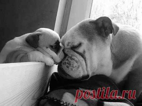 WorldofBulldog