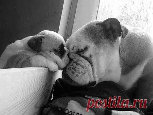 WorldofBulldog