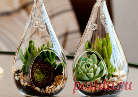 Флорариумы: виды, описание, идеи оформления ~ Planetalsad