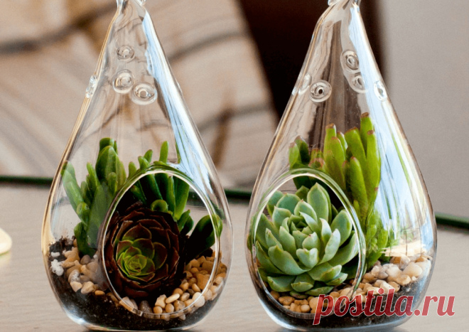 Флорариумы: виды, описание, идеи оформления ~ Planetalsad