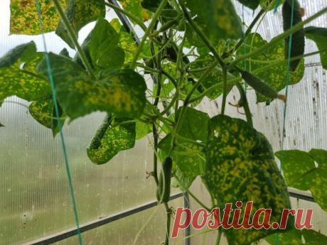 Почему желтеют листья у огурцов: как спасти урожай. Желтеющие листья огурцов — тревожный сигнал для каждого дачника, который может поставить под угрозу весь урожай.