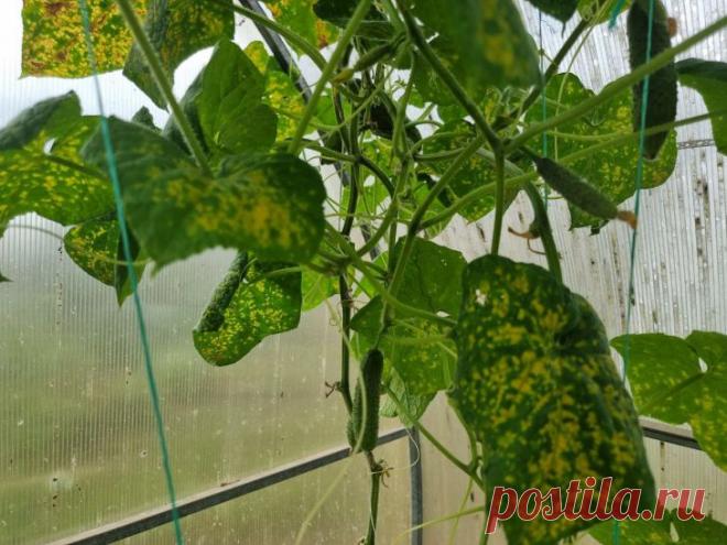 Почему желтеют листья у огурцов: как спасти урожай. Желтеющие листья огурцов — тревожный сигнал для каждого дачника, который может поставить под угрозу весь урожай.