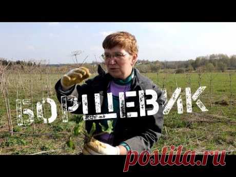 Борщевик Сосновского: можно ли его победить? Кривошеина М.Г.
