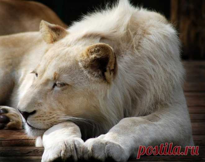 Белый лев – легенда африканских племен