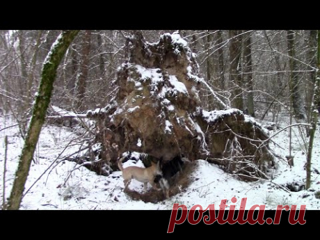 😨 Что это было в заснеженном лесу.