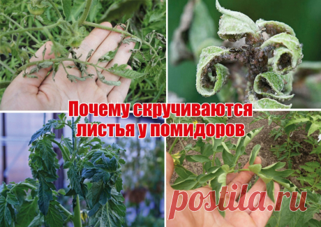 Почему скручиваются листья у помидоров
