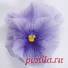 Купить семена Виола крупноцветковая Динамит Лайт блю (100 шт). Семена почтой и курьером.
