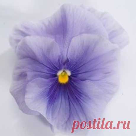 Купить семена Виола крупноцветковая Динамит Лайт блю (100 шт). Семена почтой и курьером.
