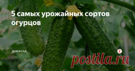 5 самых урожайных сортов огурцов