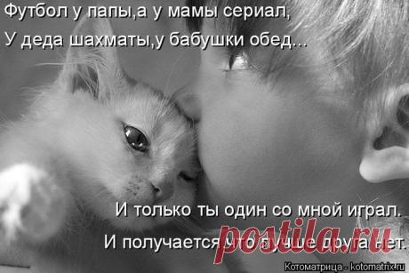 Лучшие котоматрицы недели / Питомцы
