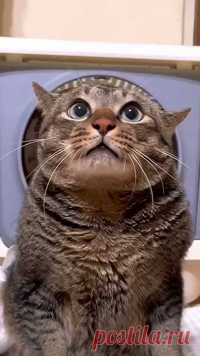 Говорящая кошка😹 Не забудь подписаться, теперь я и на Ютубе🥰 #говорящийкот #озвучка #отношения
