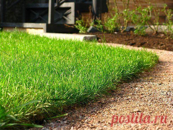 Зеленые газоны на газете &#8212; Чудеса