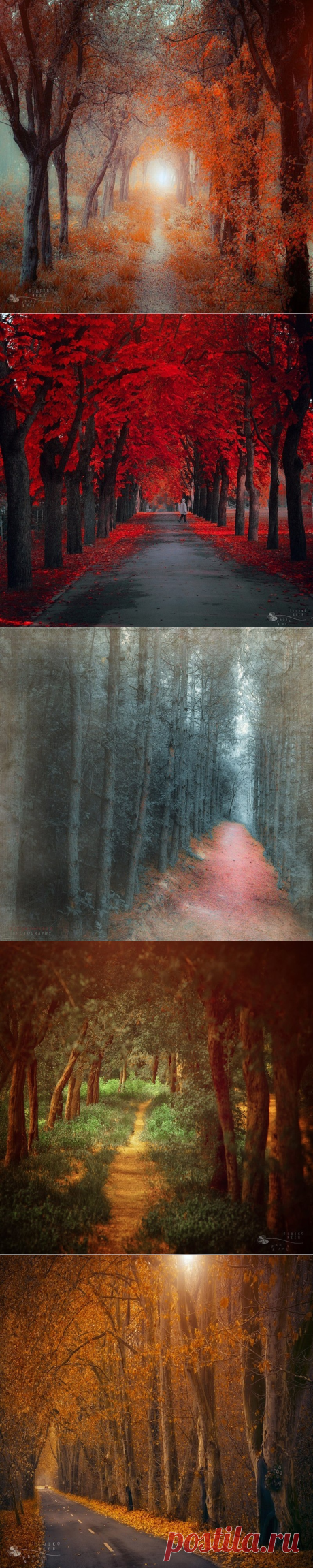 Зачарованные лесные тропинки фотографа Ildiko Neer