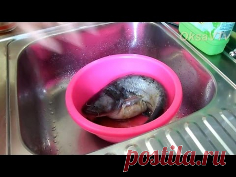 как очистить сома от слизи. how to clear mucus from the soma.