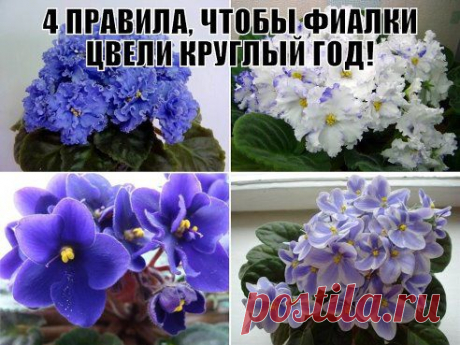 (1) Одноклассники