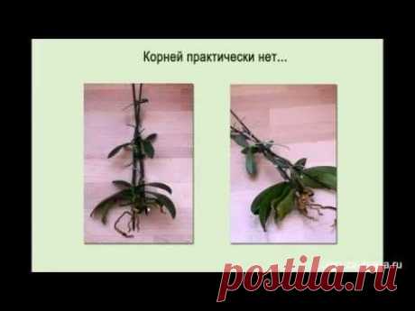 Детки орхидеи фаленопсис на цветоносах - YouTube