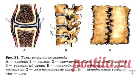 1.   ВИТАМИНЫ ДЛЯ КОСТЕЙ И СУСТАВОВ
2.   ЛИМФАТИЧЕСКИЕ УЗЛЫ. РОЛЬ
3.  Пишет учительница 11 школы города Балашиха
4.   Как я избавился от шума в голове. Шум в ушах. Давление."
5.   БЕСЦЕННЫЙ ОГУРЕЦ
6.   МИОМА - ОТ ОБИДЫ, КИСТА - ОТ РЕВНОСТИ 
7.   Бабушкина растирка
8.   "...Предлагаю очень хороший рецепт от болезней глаз 9.   Почему тебе нужно начать пить имбирный чай уже сегодня
10.   Следы от угрей, рубцы и пигментные пятна:
11.   СКРЫТАЯ ГИМНАСТИКА ВОРОБЬЕВА
12.   ДОМАШН...