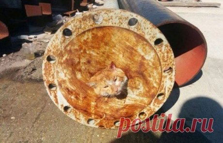 Спасение одной котейки