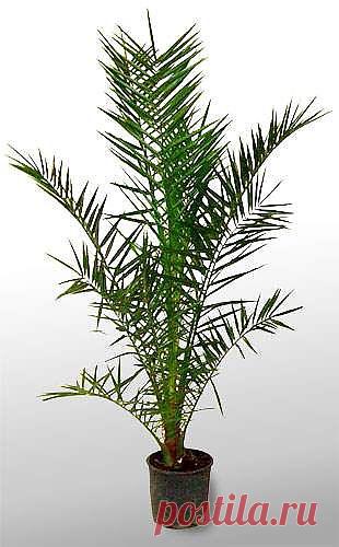 Финиковая пальма »