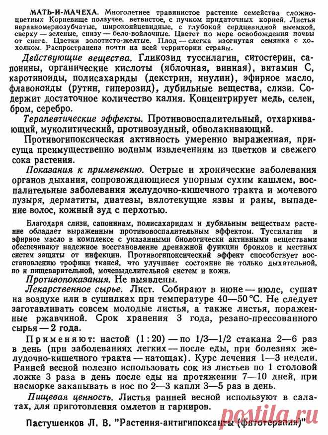 Мать-и-мачеха