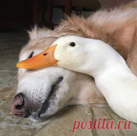Душевная фотоподборка! / Приколы