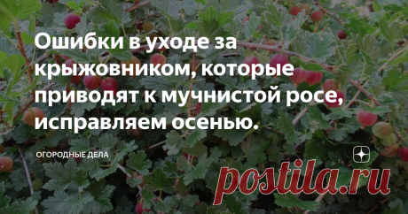 Ошибки в уходе за крыжовником, которые приводят к мучнистой росе, исправляем осенью. Загущенный куст крыжовника. Фото автора
Уже по названию этого грибкового заболевания «мучнистая роса» становится понятно, что это налет серого цвета. Страдают от мучнистой росы не только листья и побеги, но и плоды плохо наливаются.
Чтобы с ним бороться, важно понять, что любит этот грибок. Как и все грибковые заболевания растений, мучнистая роса любит загущенные посадки, в которых влажно, солнце