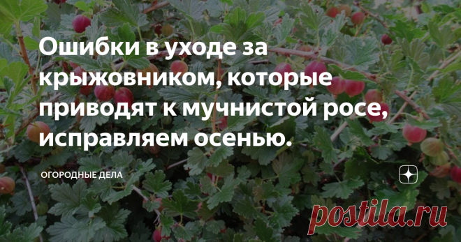 Ошибки в уходе за крыжовником, которые приводят к мучнистой росе, исправляем осенью. Загущенный куст крыжовника. Фото автора
Уже по названию этого грибкового заболевания «мучнистая роса» становится понятно, что это налет серого цвета. Страдают от мучнистой росы не только листья и побеги, но и плоды плохо наливаются.
Чтобы с ним бороться, важно понять, что любит этот грибок. Как и все грибковые заболевания растений, мучнистая роса любит загущенные посадки, в которых влажно, солнце