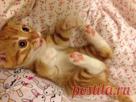 Милота🙀🐱