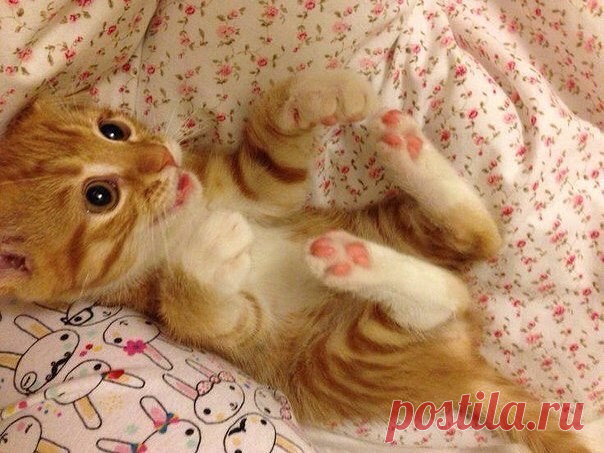 Милота🙀🐱