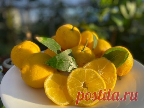 Вероятно это лимон - C. otaitensis di Napoli - YouTube Вероятно это лимон - C. otaitensis di Napoli.
Неаполитанский сорт, похожий на апельсиновый Отахеит, с маленькими округлыми плодами, которые при созревании желтые.