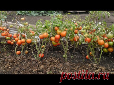 Помидоры выдерживающие минус пять градусов! Ответы на вопросы.