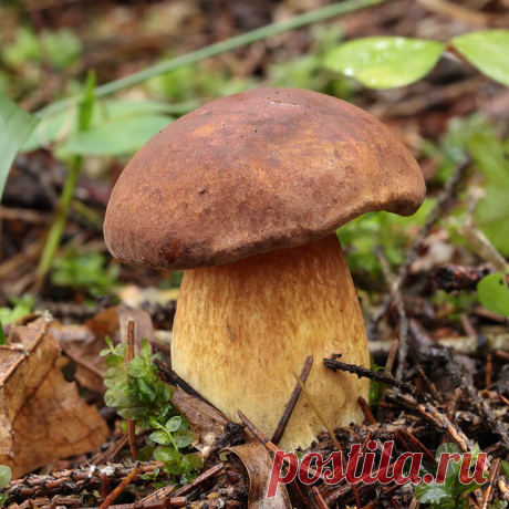 Тест из леса. Который из восьми грибов смертельно ядовит без отваривания? | В лесах и на лугах... | Яндекс Дзен