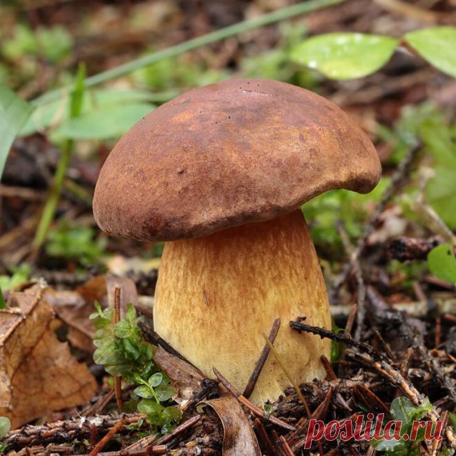 Тест из леса. Который из восьми грибов смертельно ядовит без отваривания? | В лесах и на лугах... | Яндекс Дзен