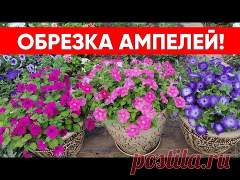 Как правильно обрезать ампельные петунии в кашпо, вазонах.