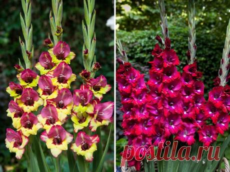 Необычные и экзотичные гладиолусы – эти сорта вас точно не разочаруют